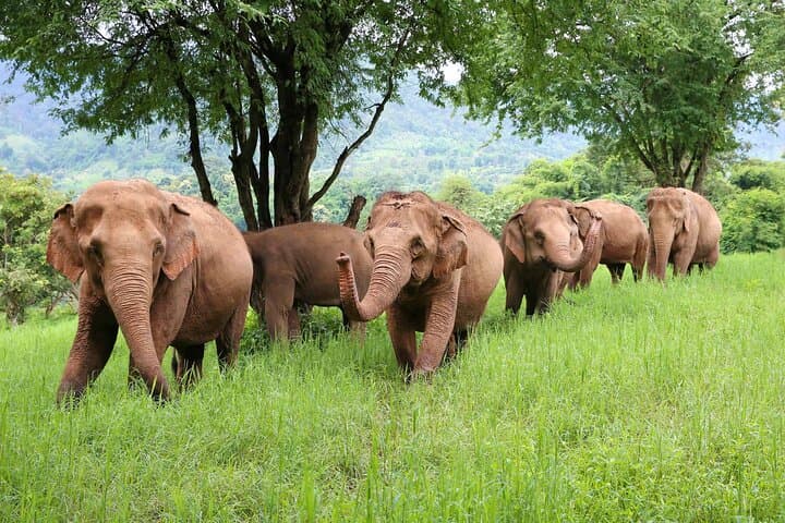 Chiang Mai ATV, White-Water Rafting and Ethical Elephant Sanctuary Day Trip photo 3