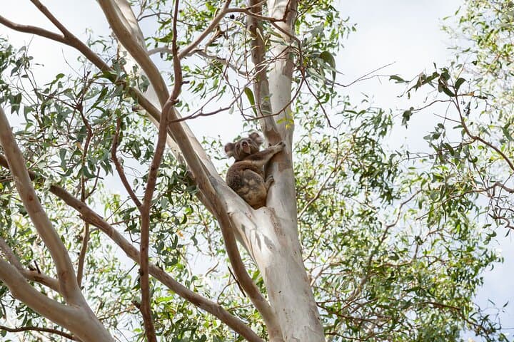 Minjerribah Cultural Experience: Quandamooka Guided Walk on North Stradbroke Island photo 3