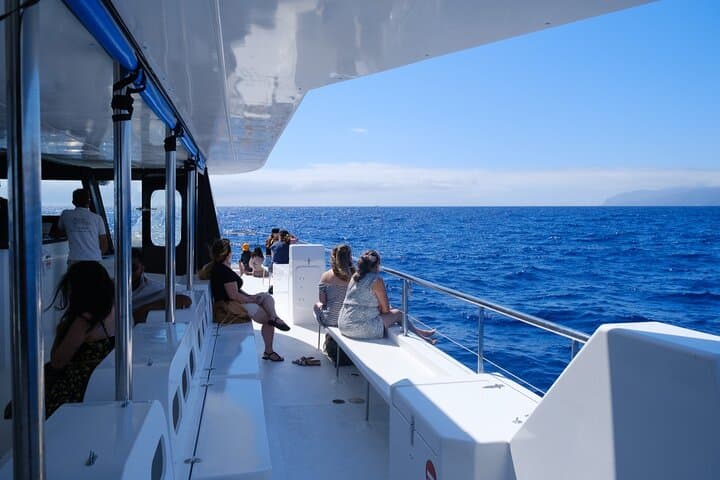 Madeira Eco Catamaran Dolphin and Whale Watching Cruise photo 6
