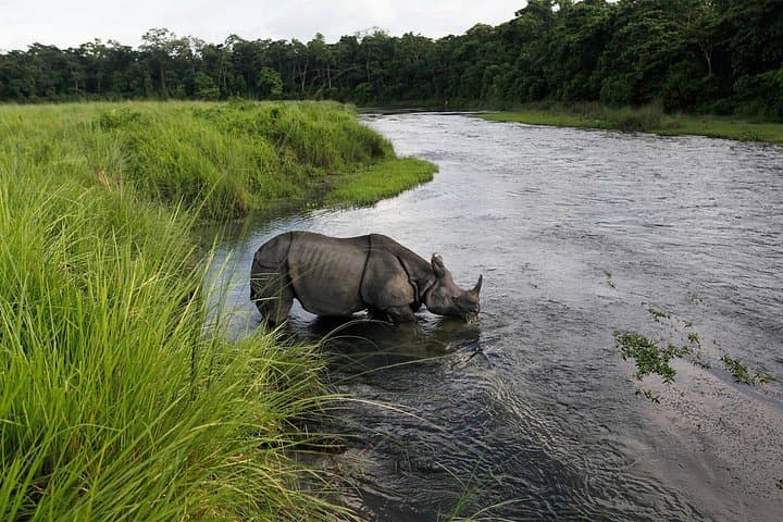 3-Day Chitwan Jungle Safari: Rhino, Tiger & Tharu Culture from Kathmandu photo 1