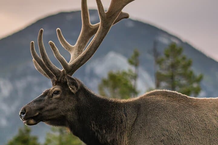 Rocky Mountain Full-Day Private Tour & Hike — Trail Ridge Road, Bear Lake & Alpine Lakes photo 4
