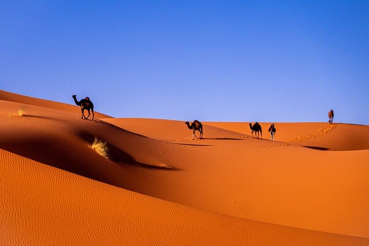 Merzouga Desert 3-Day Camel Trek From Marrakech to Fes photo 3