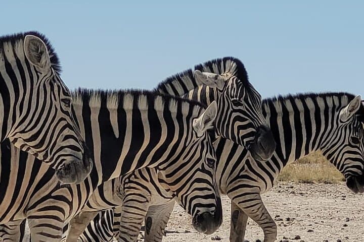 12-Day Self-Drive Namibia Safari for Beginners — Windhoek to Sossusvlei