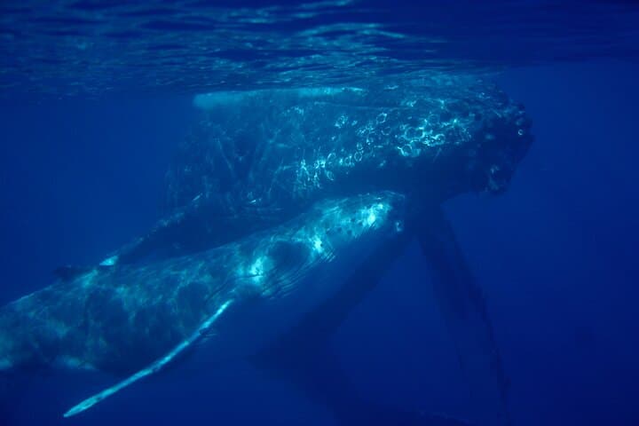 Makena 4-Hour Whale Watch & Kayak Snorkel — Paddle with Turtles and Humpbacks photo 4