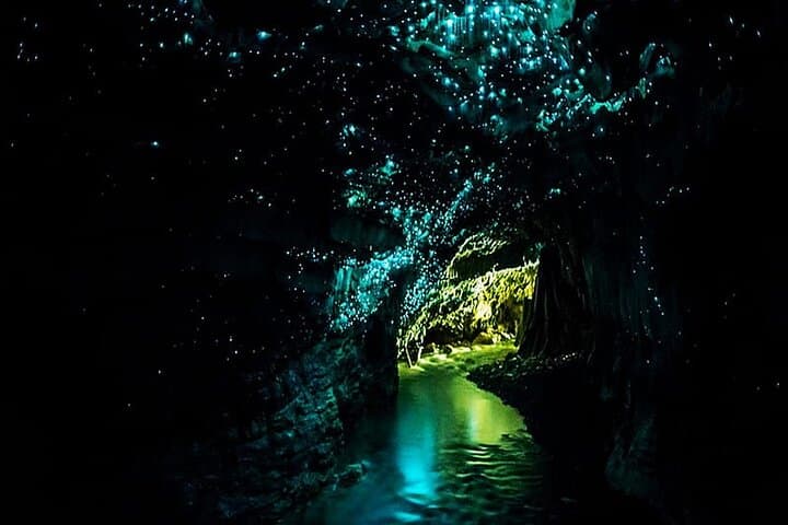 Private Round-Trip Transfer from Auckland to Waitomo Glowworm Caves