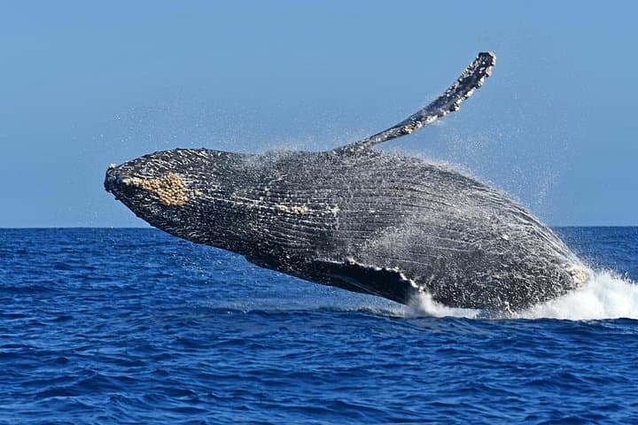 Cabo San Lucas Zodiac Whale Watching with Hydrophone and Free Photos photo 1