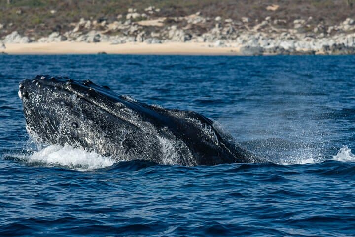 Los Cabos Whale Watching & Snorkeling Combo with Free Photos photo 6