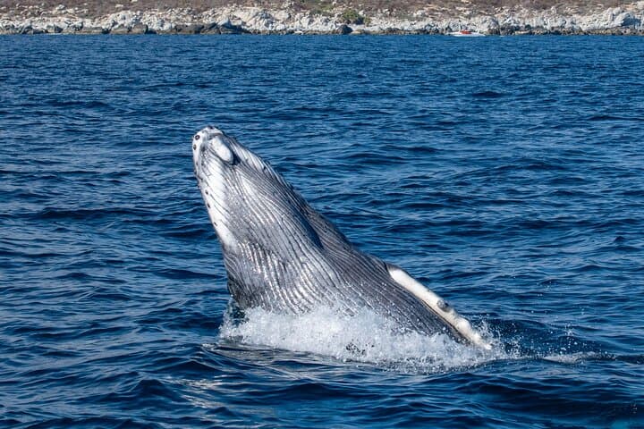 Los Cabos Whale Watching & Snorkeling Combo with Free Photos