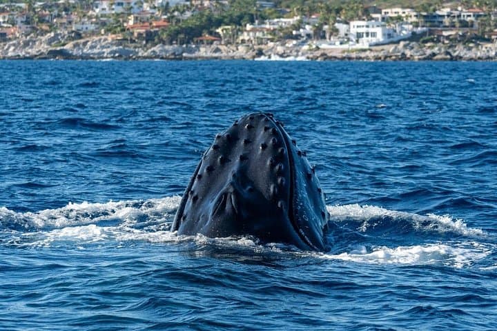Cabo San Lucas Zodiac Whale Watching with Hydrophone and Free Photos photo 4