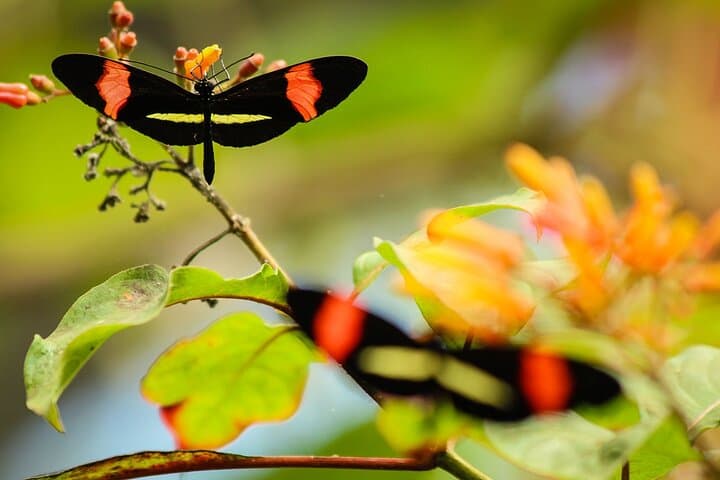 La Paz Waterfall Gardens: Full-Day Rainforest & Wildlife Tour from San José photo 2