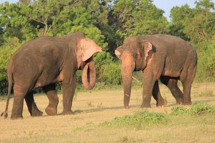 Minneriya & Kaudulla Jeep Safari — Great Elephant Gathering, Birds and Reservoir Country