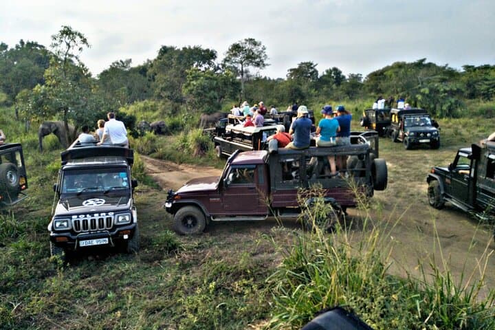 Minneriya & Kaudulla Jeep Safari — Great Elephant Gathering, Birds and Reservoir Country photo 3