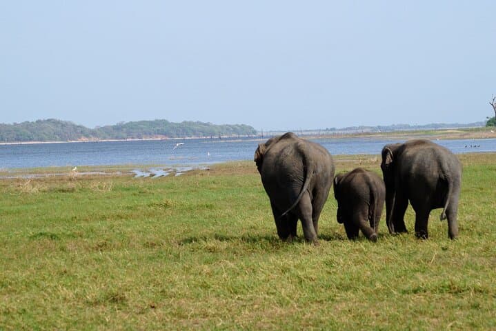 Minneriya & Kaudulla Jeep Safari — Great Elephant Gathering, Birds and Reservoir Country photo 5