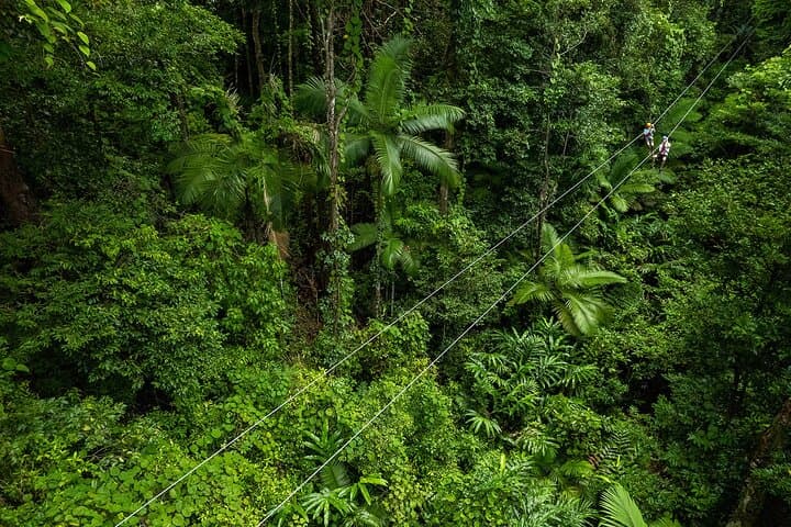 Exploring Cape Tribulation and Ziplining Through the Daintree Rainforest photo 5