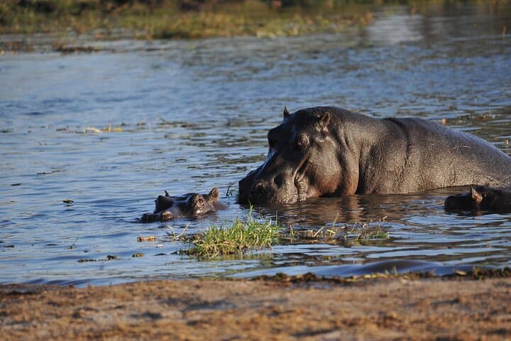Elephant Trail Moremi Day Tour — Full-Day Safari from Maun into Moremi Game Reserve photo 4