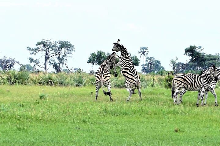 Overnight Mokoro Trail — 2-Night Okavango Delta Camping & Mokoro Safari photo 2