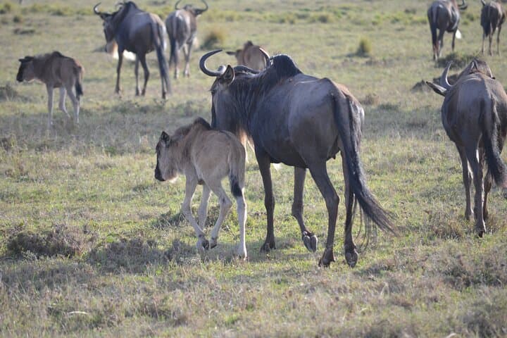 4-Day Private Maasai Mara and Lake Naivasha Safari Adventure photo 3