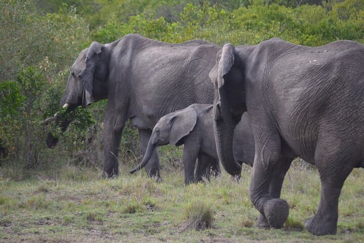4-Day Private Maasai Mara and Lake Naivasha Safari Adventure photo 6