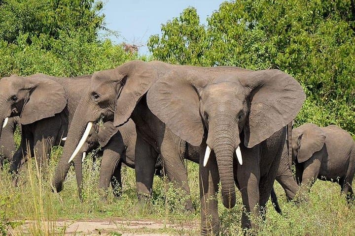 7-Day Serengeti & Ngorongoro Safari: Lake Manyara to the Great Migration photo 1