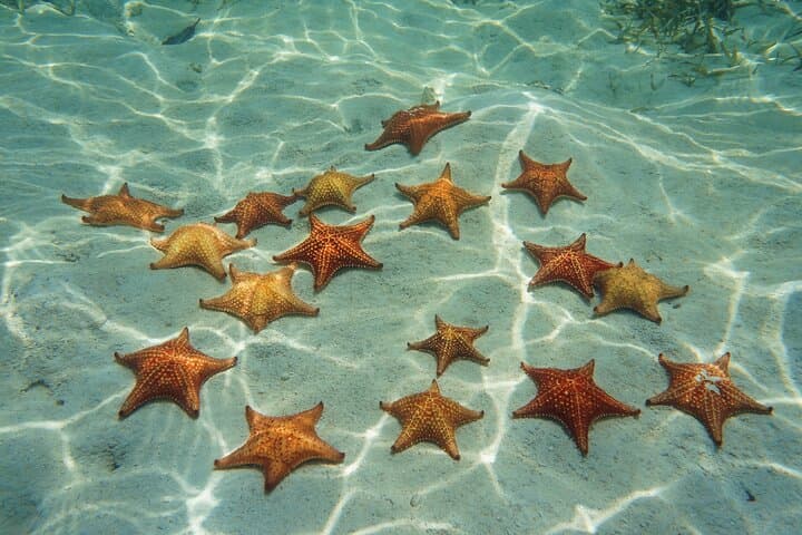 Cozumel Sea Safari: Snorkel Five Iconic Reefs from El Cielo to Palancar photo 3
