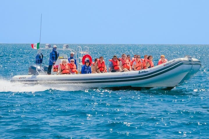 Cozumel Sea Safari: Snorkel Five Iconic Reefs from El Cielo to Palancar photo 6