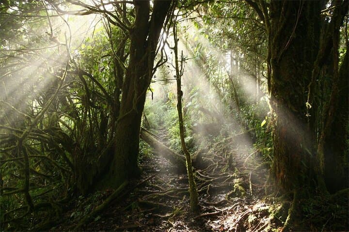 Cloud-Forest Canopy & Coffee Tour from San José — 13-Platform Adventure photo 4
