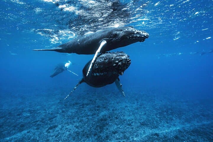Moorea Private Half-Day Whale Watching: Small-Group Humpback Encounters photo 3