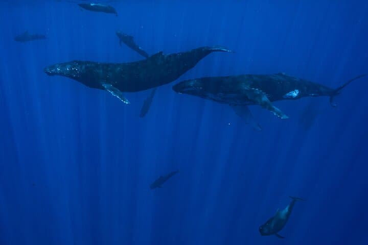 Moorea Private Half-Day Whale Watching: Small-Group Humpback Encounters photo 5