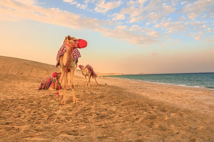 Doha Desert Half-Day: Camel Ride, 4x4 Dunes & Khor Al Adaid (Sealine Beach) photo 2