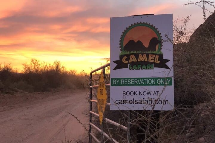 Las Vegas VIP Sunset Safari: Camel Encounters & Mojave Sunset Experience photo 3