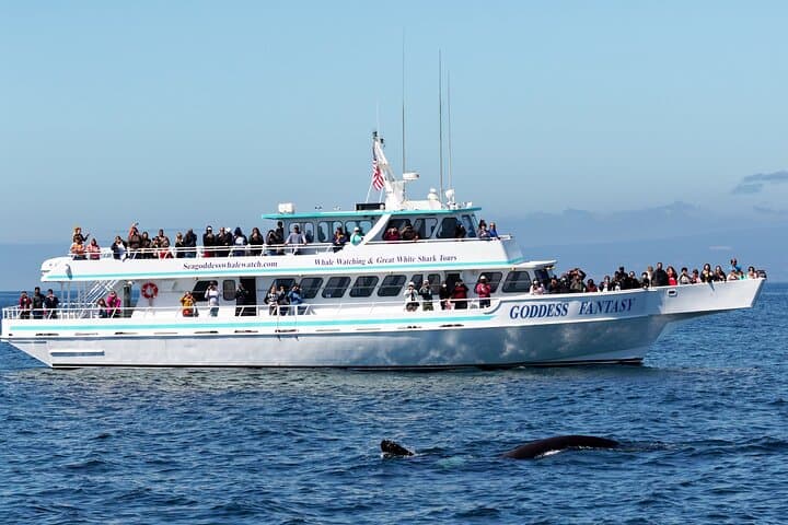 Moss Landing Whale Watching in Monterey Bay — Guaranteed Sightings & What to Expect