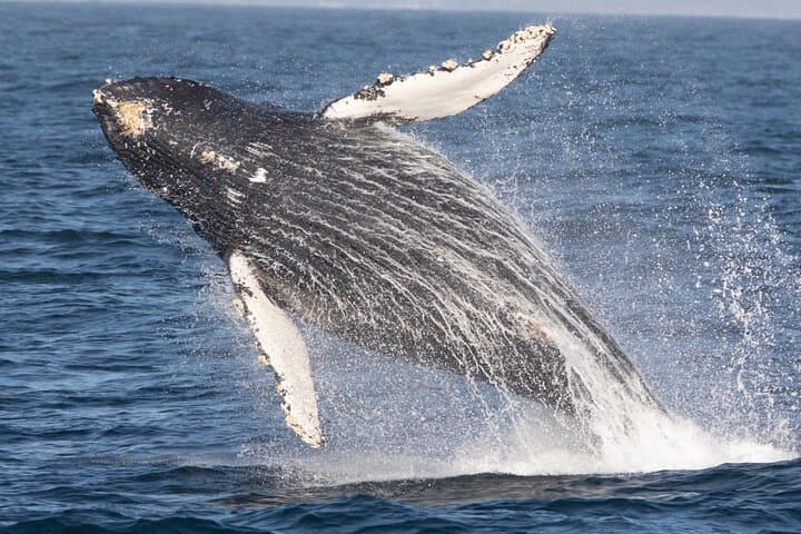 Monterey Whale Watching Tour: Experience the Majestic Giants of the Pacific photo 2