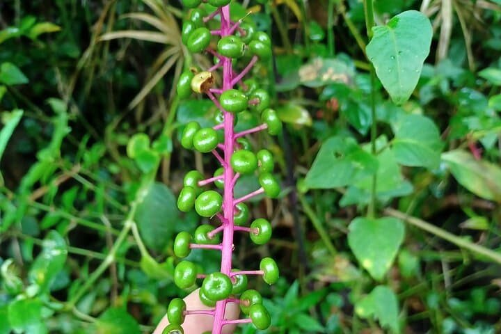 Forest Hike to a Gorgeous Waterfall in Puerto Rico — Creek Crossings & Optional Rappel photo 6