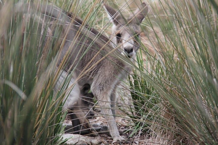 Up-Close with Koalas & Kangaroos: Australian Experience at Werribee Open Range Zoo photo 3