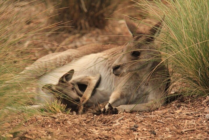 Up-Close with Koalas & Kangaroos: Australian Experience at Werribee Open Range Zoo photo 4