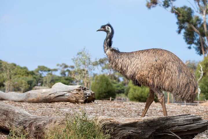 Up-Close with Koalas & Kangaroos: Australian Experience at Werribee Open Range Zoo photo 6