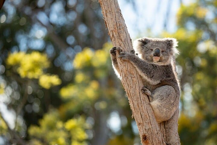 Up-Close with Koalas & Kangaroos: Australian Experience at Werribee Open Range Zoo