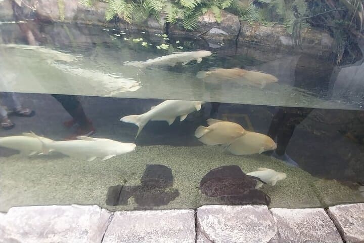 Inside Cebu Ocean Park: Philippines’ Largest Oceanarium Experience photo 5
