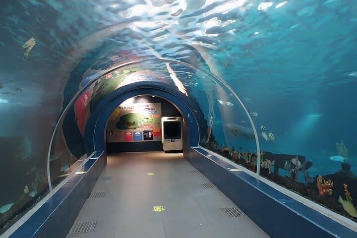Inside Cebu Ocean Park: Philippines’ Largest Oceanarium Experience