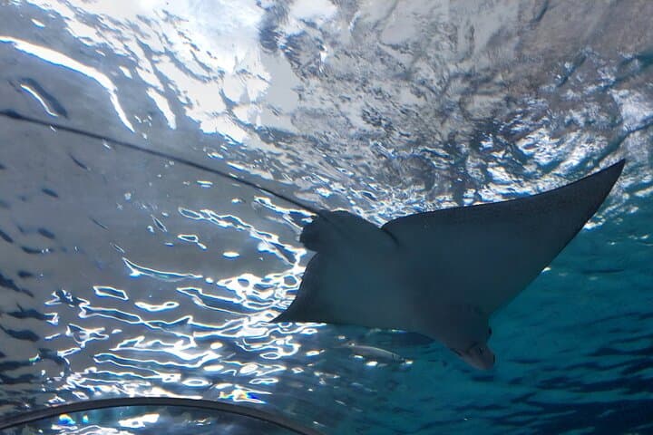 Inside Cebu Ocean Park: Philippines’ Largest Oceanarium Experience photo 3