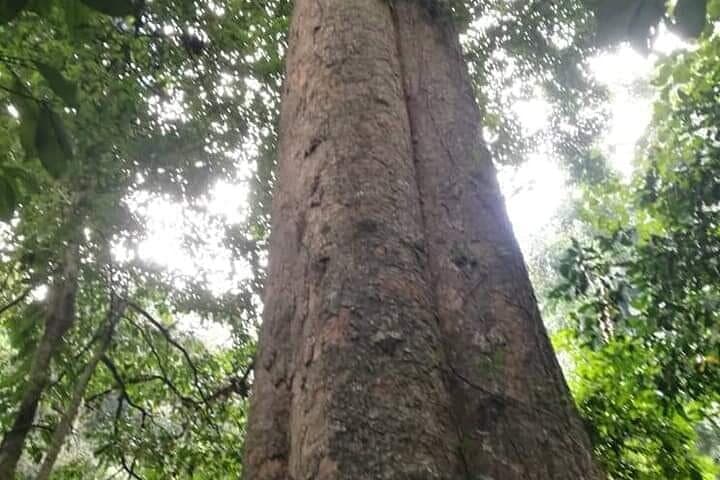 Mbokomu Waterfall & Africa's Tallest Tree: Half-Day Tour from Moshi photo 2