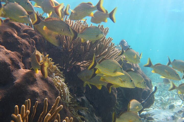Private Puerto Morelos Reef Snorkel — 2x40-Min Sessions in the National Marine Park photo 3