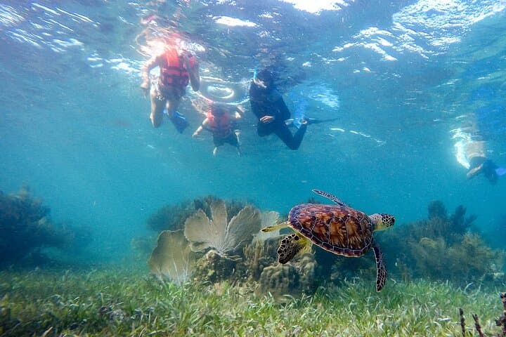 Private Puerto Morelos Reef Snorkel — 2x40-Min Sessions in the National Marine Park