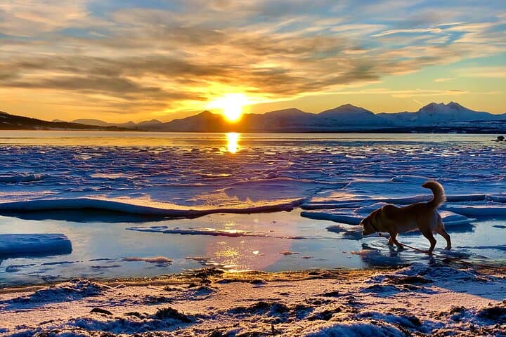 Tromsø Half-Day Fjord Photography & Wildlife Cruise photo 4