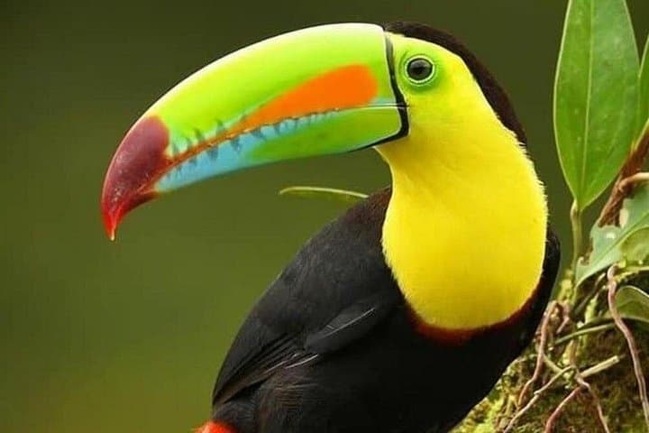 Curicancha Bird-Watching Tour in Monteverde — Spot the Resplendent Quetzal photo 1