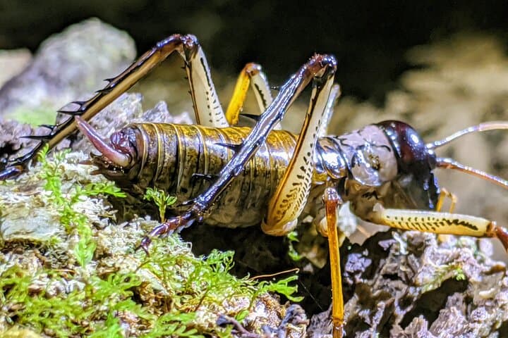 Rotorua Glow-worm Night Walk: Nocturnal Native Bush & Stargazing Tour photo 2