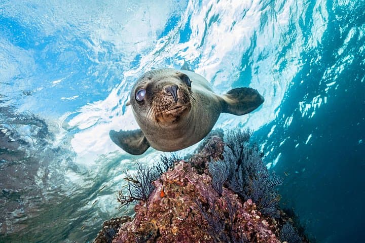 Scuba Diving La Paz: Sea Lions, Turtles, Wrecks and Rocky Reefs photo 2