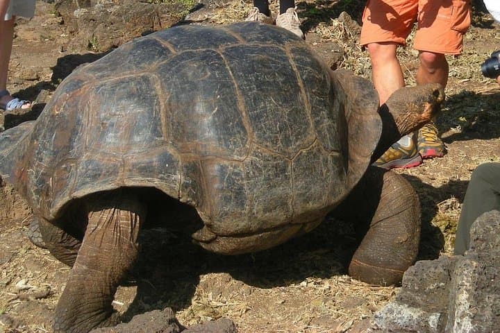 12-Day Ecuador & Galapagos Adventure: Andes Volcanoes, Cuenca Culture and Island Snorkeling photo 2