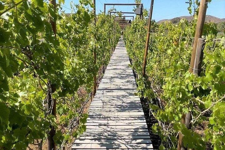 Valle de Guadalupe Private All-Inclusive Wine Tour — Day Trip from San Diego photo 4