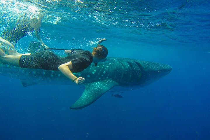 Whale Shark Watching and Snorkeling Near Cancun: Swim With Gentle Giants photo 3